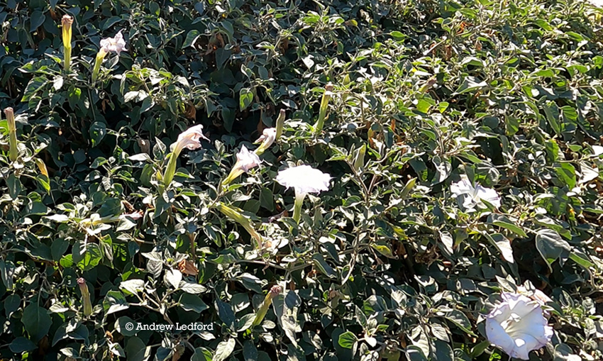 Datura