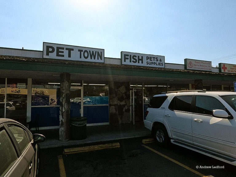 Pet Town1 768x576