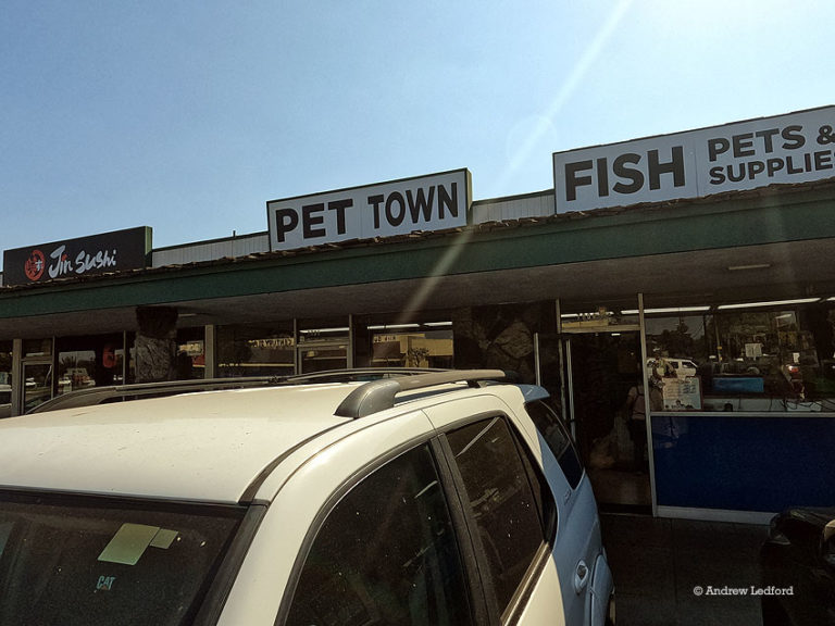 Pet Town2 768x576