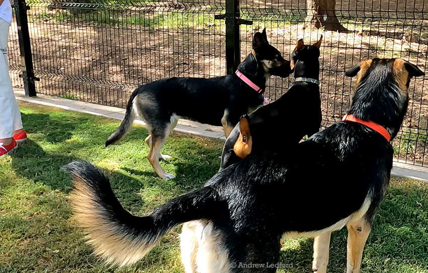 Dogs At The Dog Park