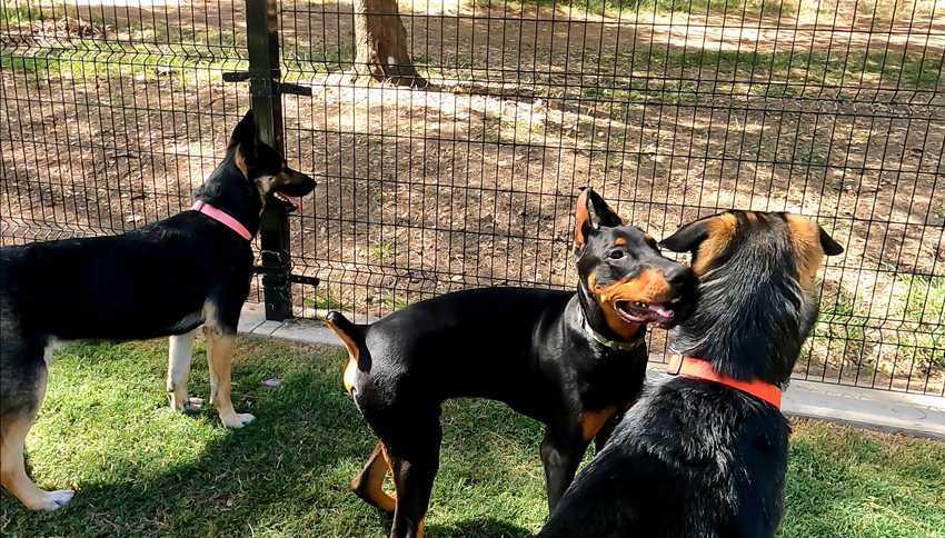 Schabarum Park Roland Heights Dog Park