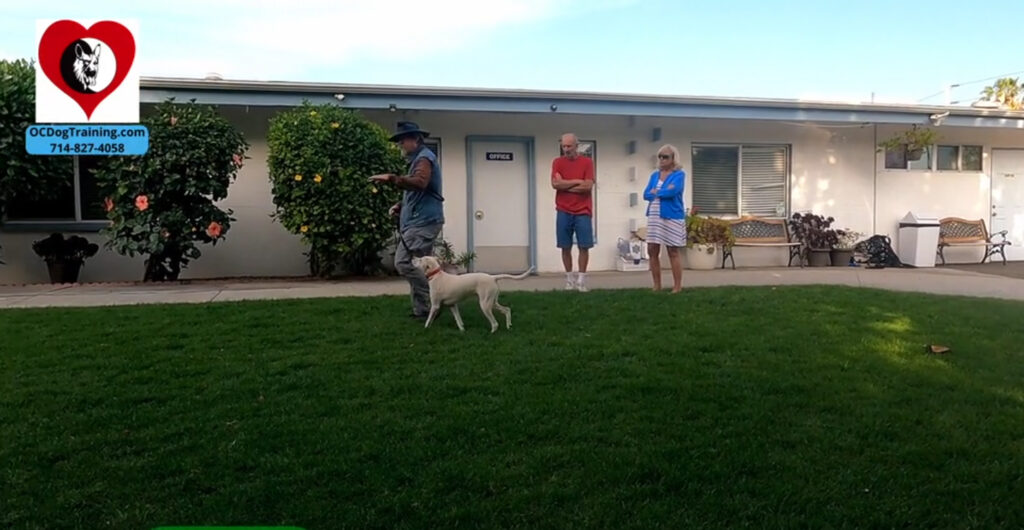 Group dog training at the kennel 