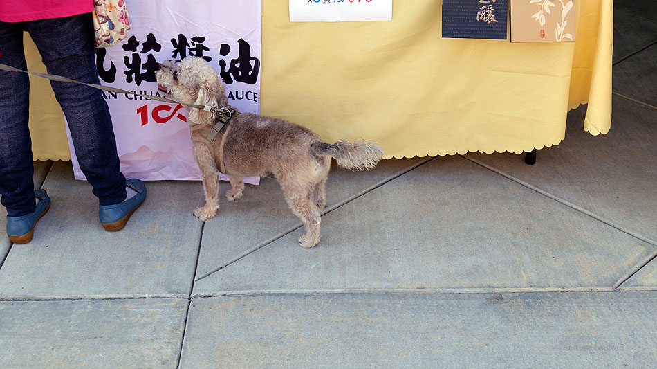 Pet Dog at Taiwan Good Food Day